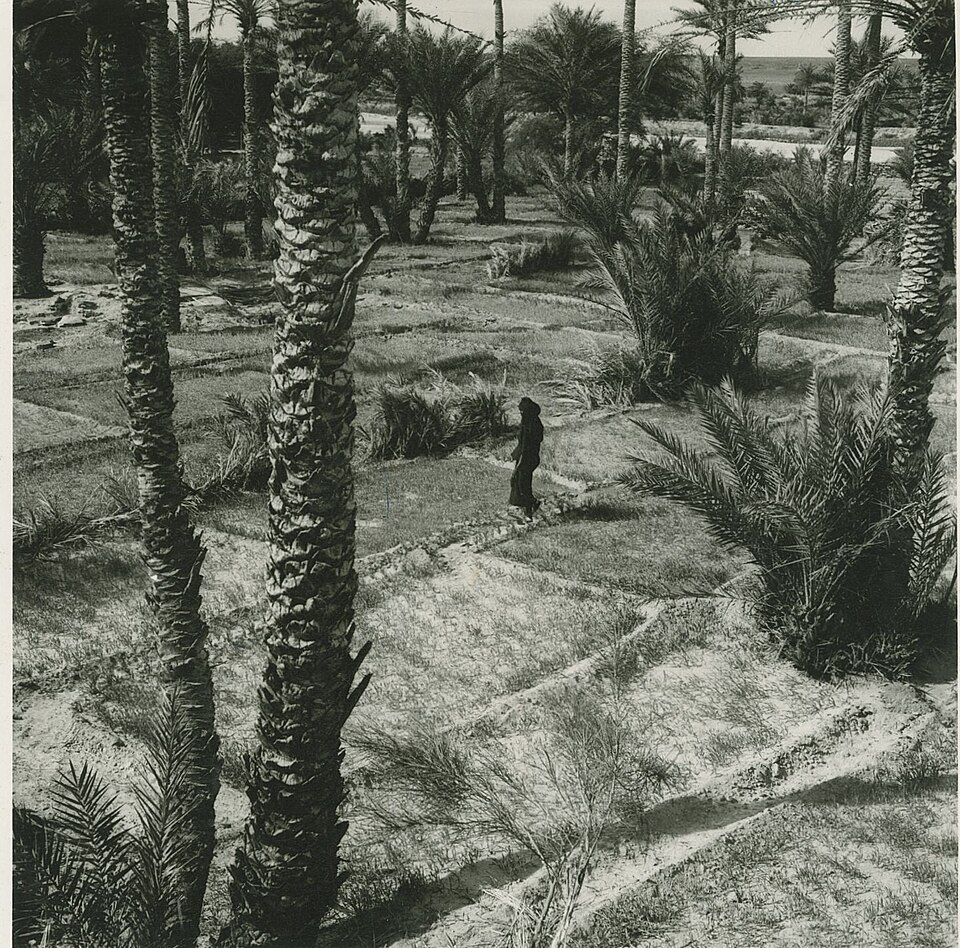 IAVX̃icVтƍi[^jAA1960Nj