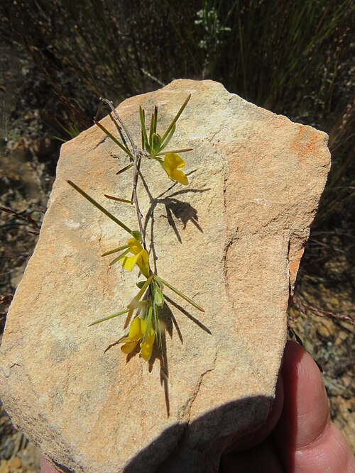 C{XiAspalathus linearisj̒؁iAtJEP[vBMtxtj