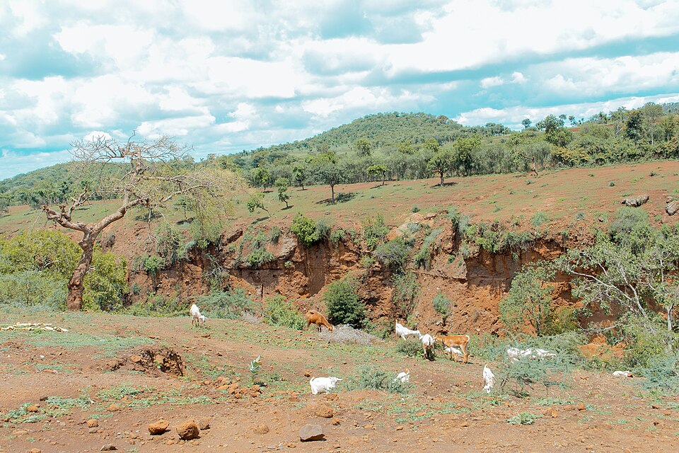 ߕqŐAR͒Jō̐H郄Mi^UjAj