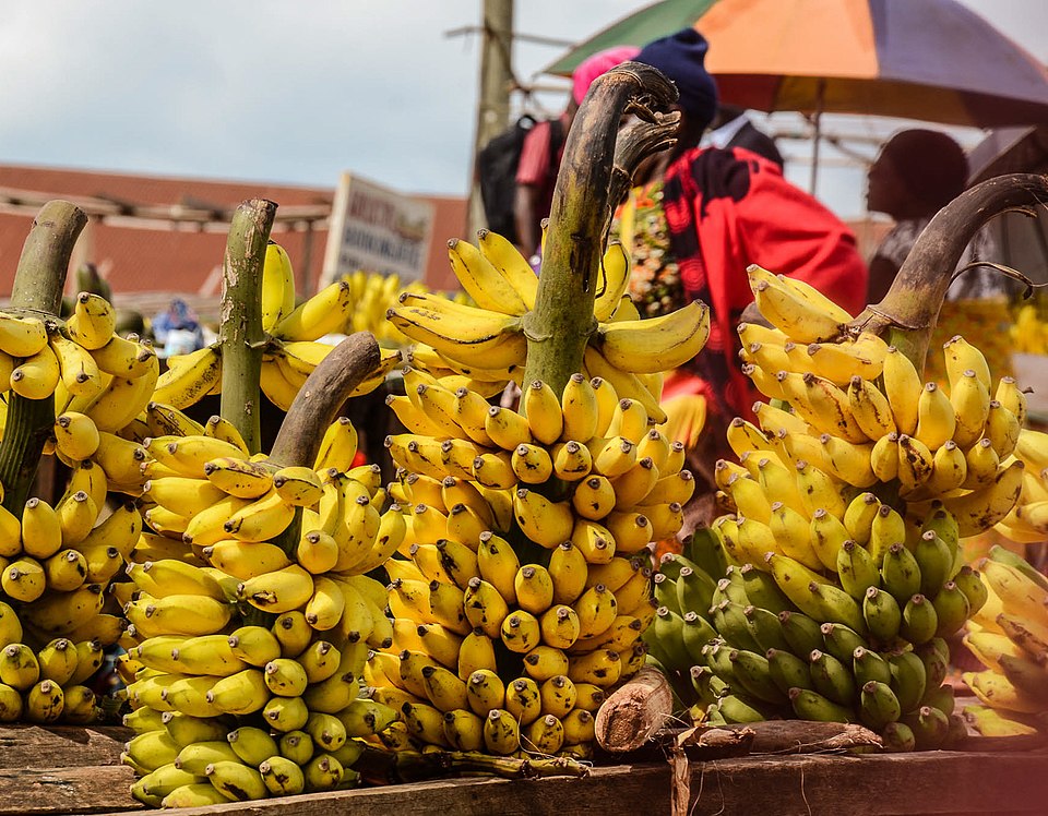 キャベンディッシュ種のバナナの房(タンザニア・キゴマ)