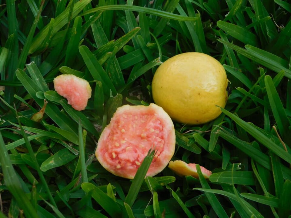 グアバの実(ウガンダ)