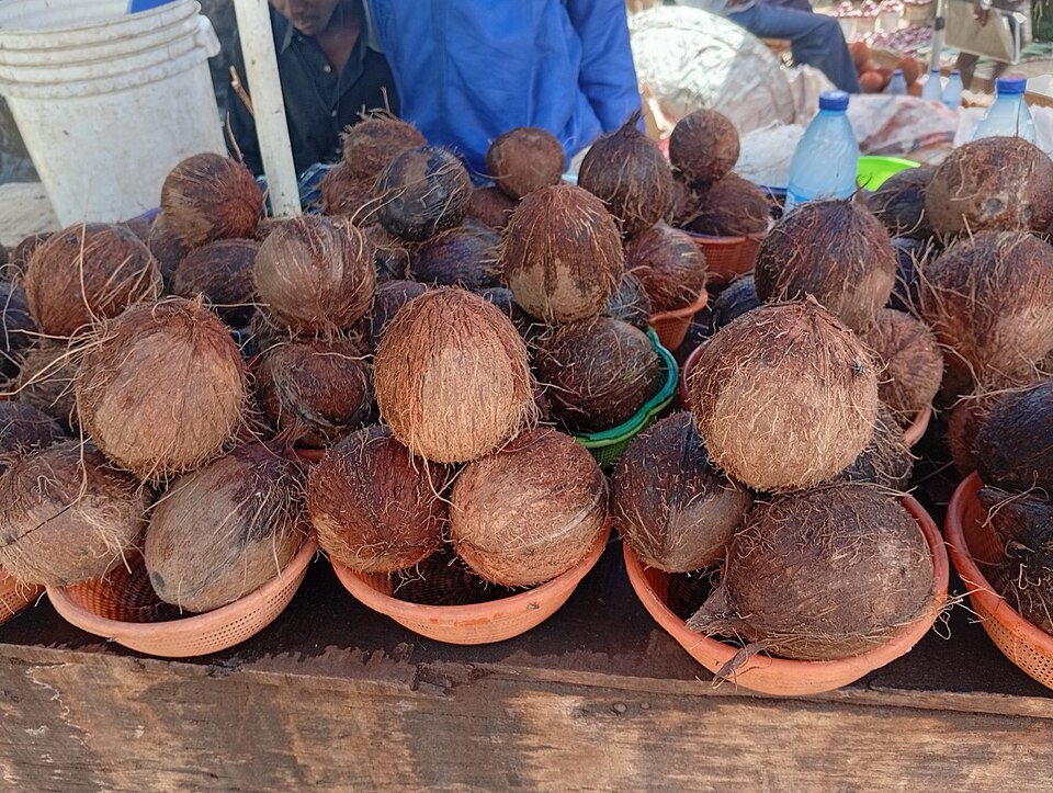 ココナッツの実(ナイジェリア・カドゥナ州)