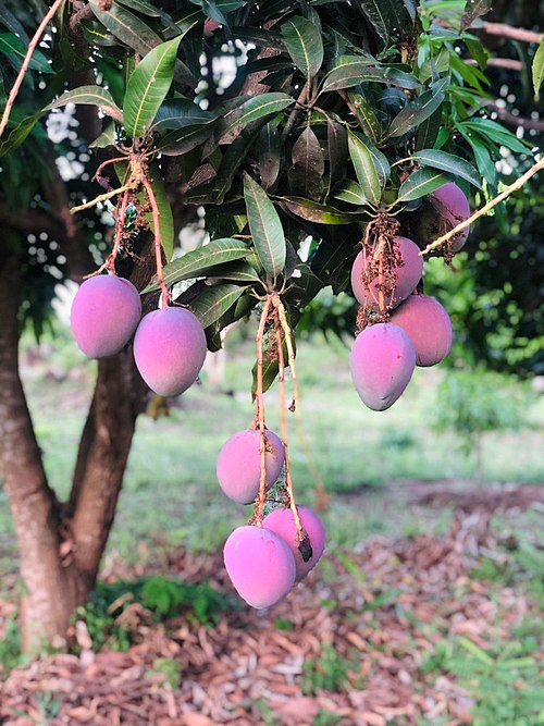 タンザニア・モロゴロのマンゴーの実