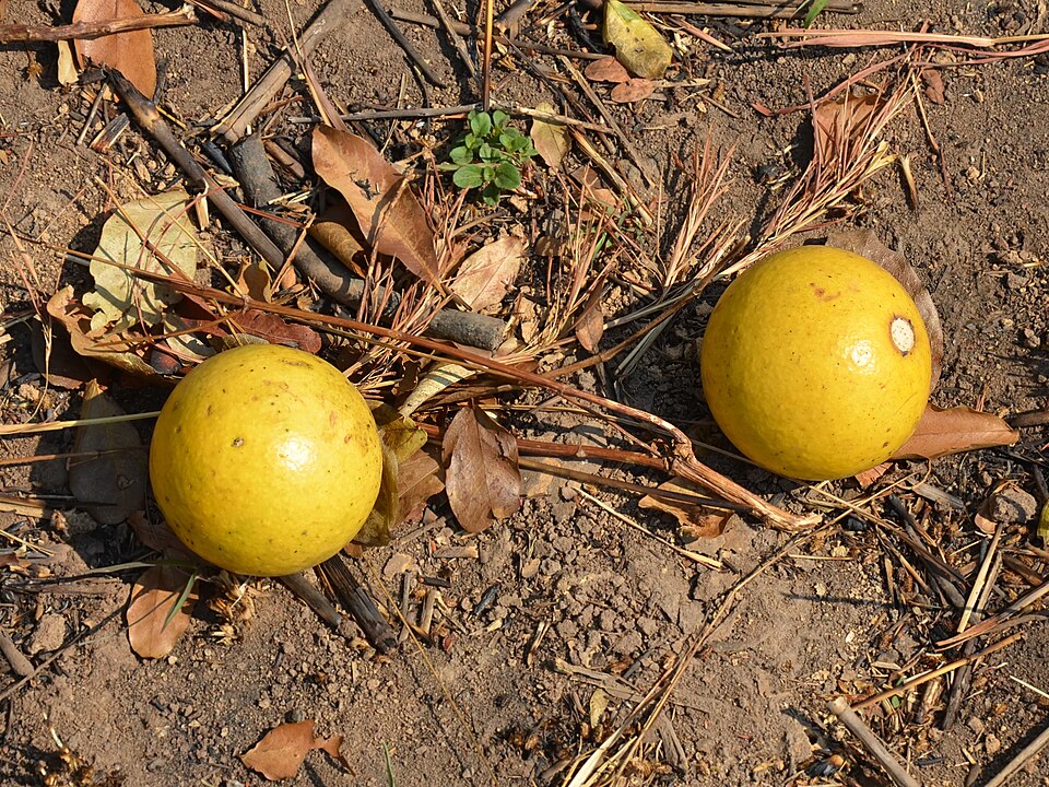 モンキーオレンジ(Strychnos spinosa)の果実